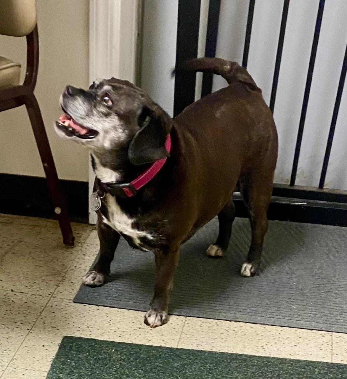 COURTESY POST FOR WASA: BENNI, a Adoptable mixed breed in Westport, CT image 2/3