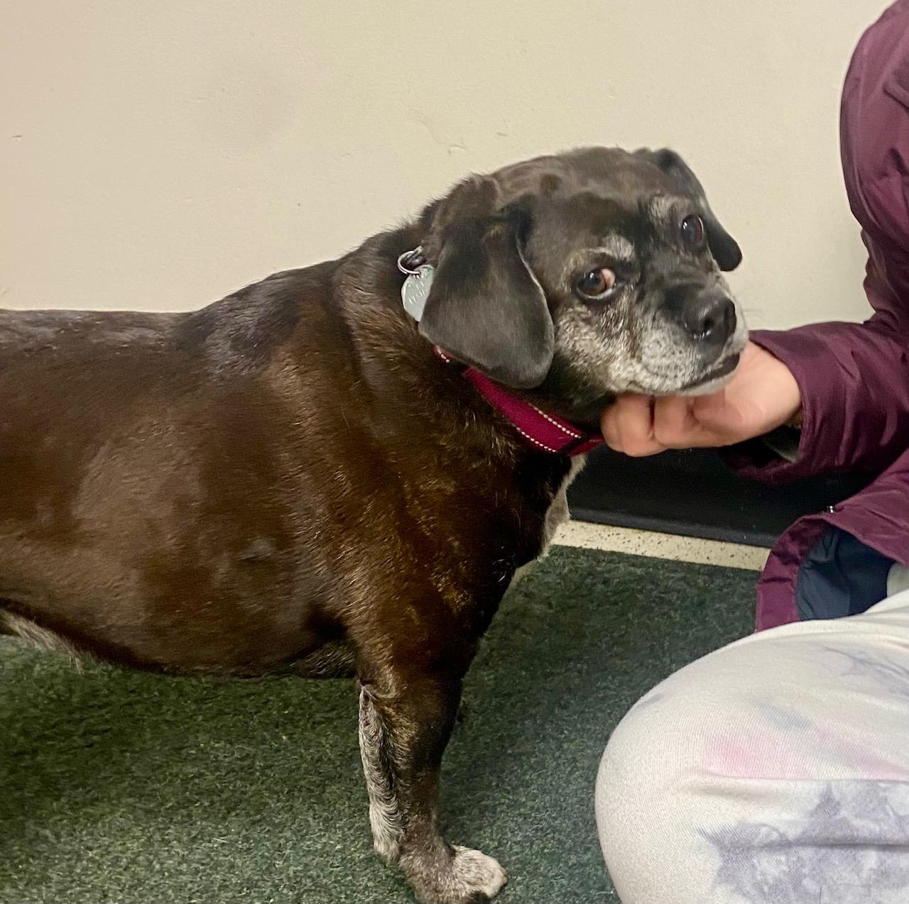 COURTESY POST FOR WASA: BENNI, a Adoptable mixed breed in Westport, CT image 3/3