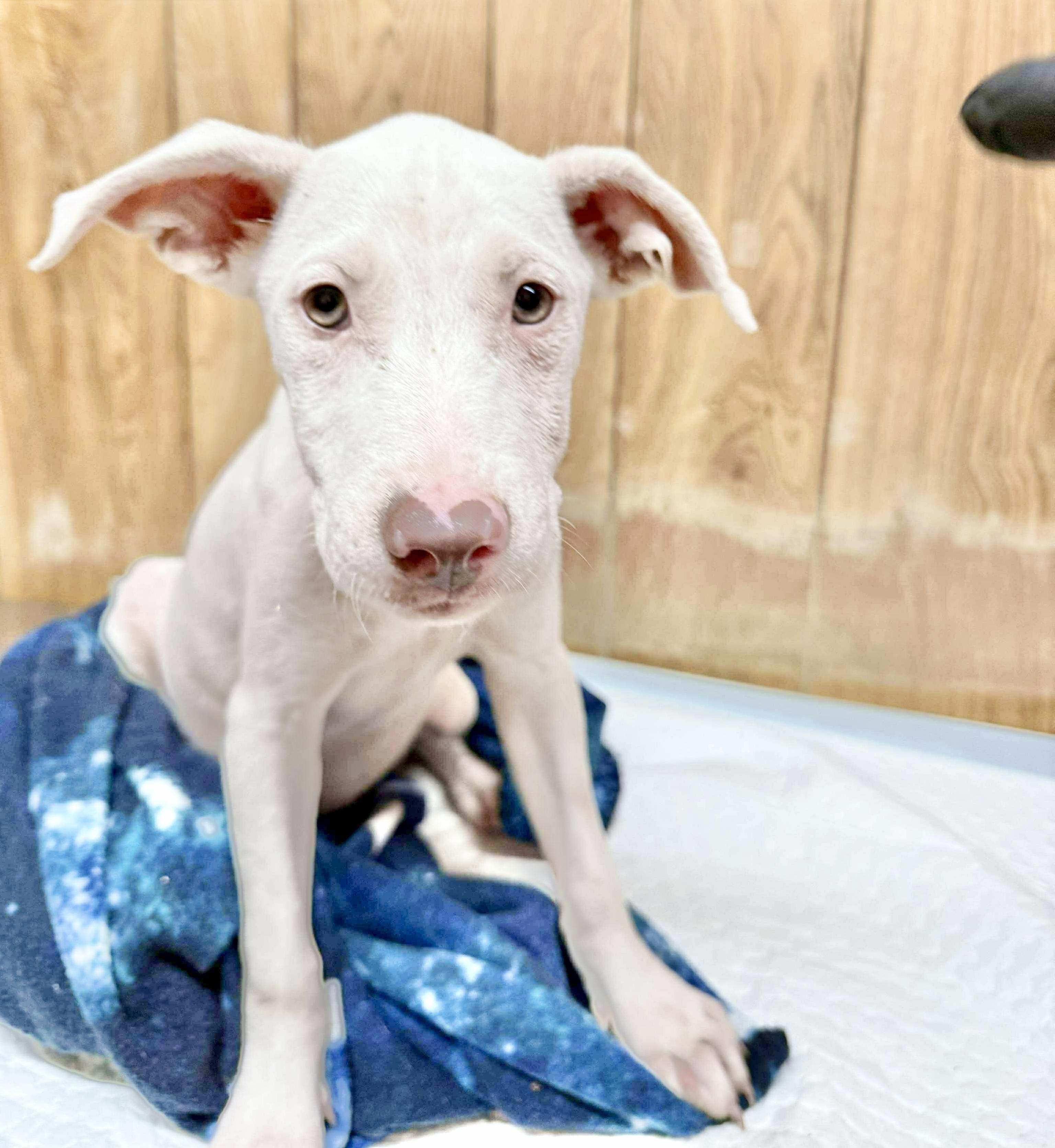 Alfreda, Baby Female American Staffordshire Terrier