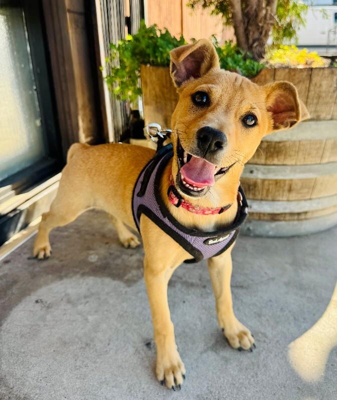 Pixie, Adoptable, Young Female Chihuahua & Miniature Pinscher.