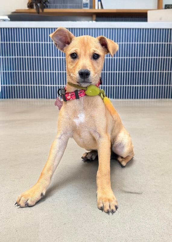 Pixie, Adoptable, Young Female Chihuahua & Miniature Pinscher.