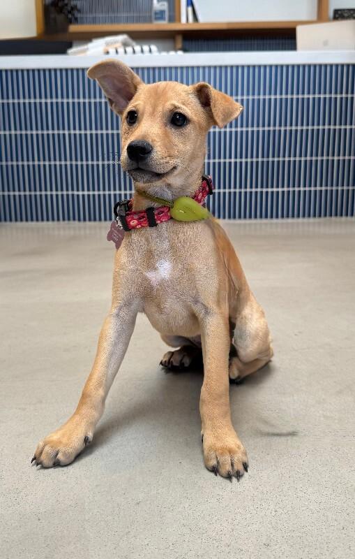 Enlarge Pixie, a Adoptable mixed breed in Valley Village, CA image 2/2