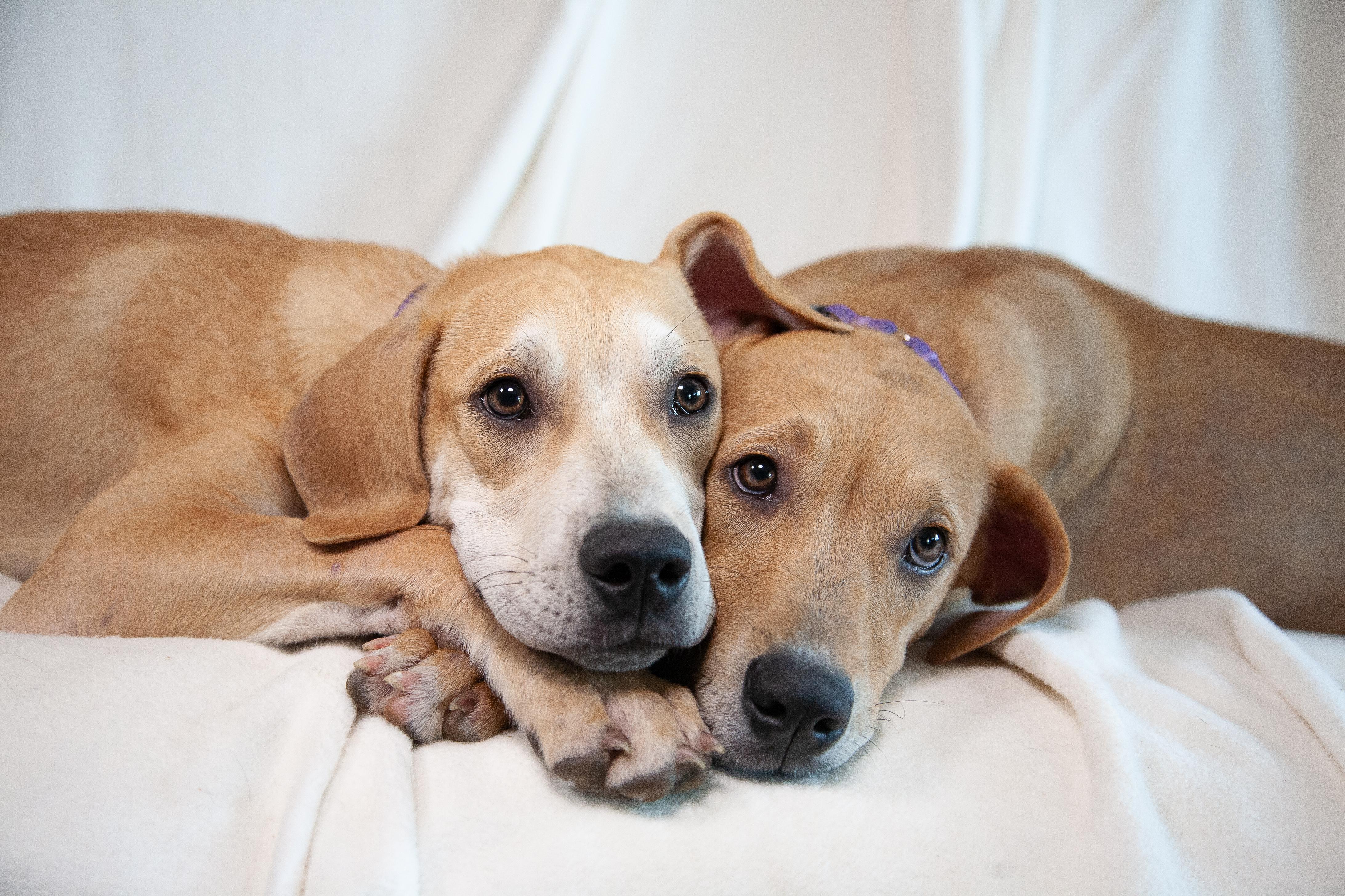 Damon, Adoptable, Young Male Mixed Breed.