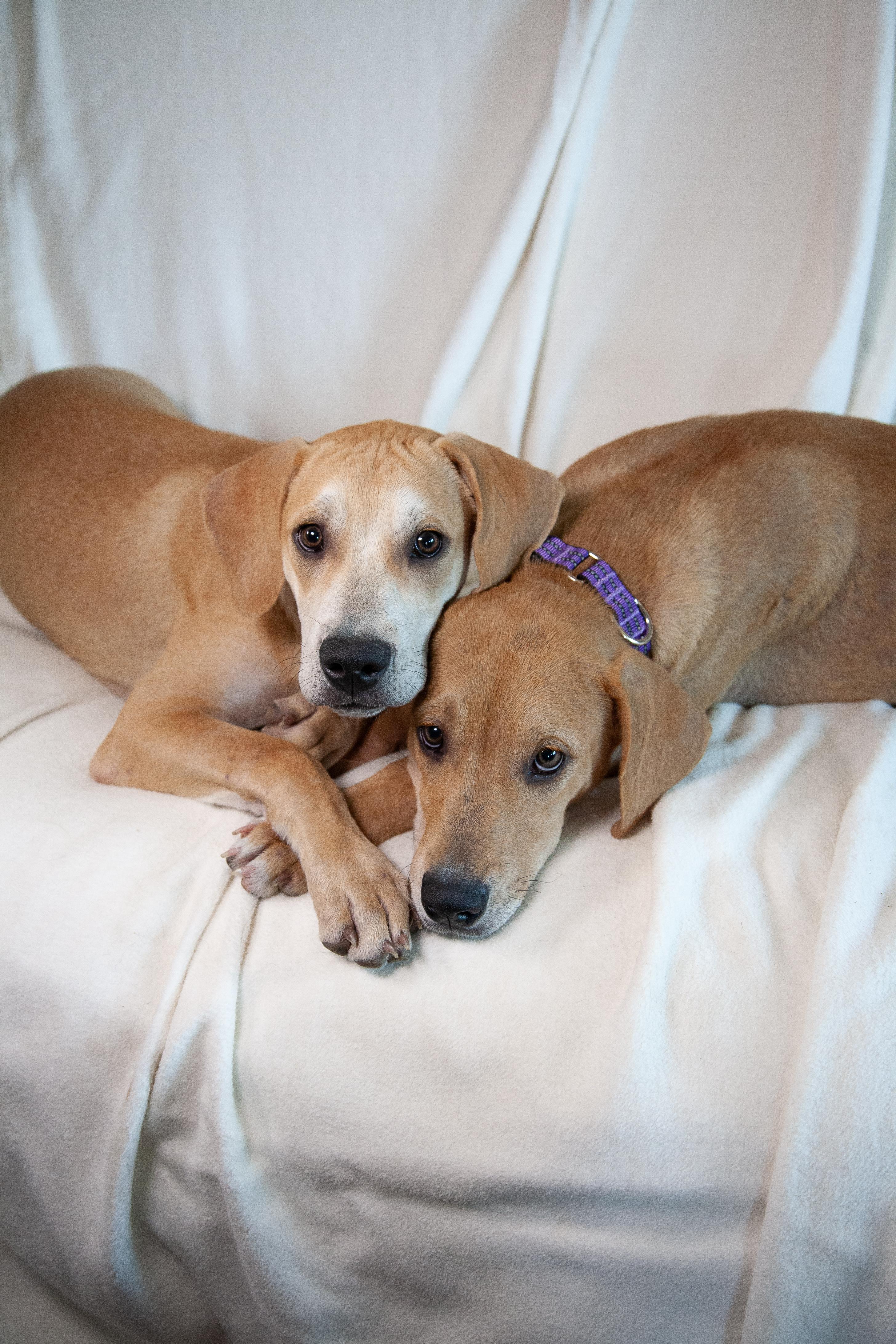 Damon, a Adoptable mixed breed in Franklin, TN image 3/6