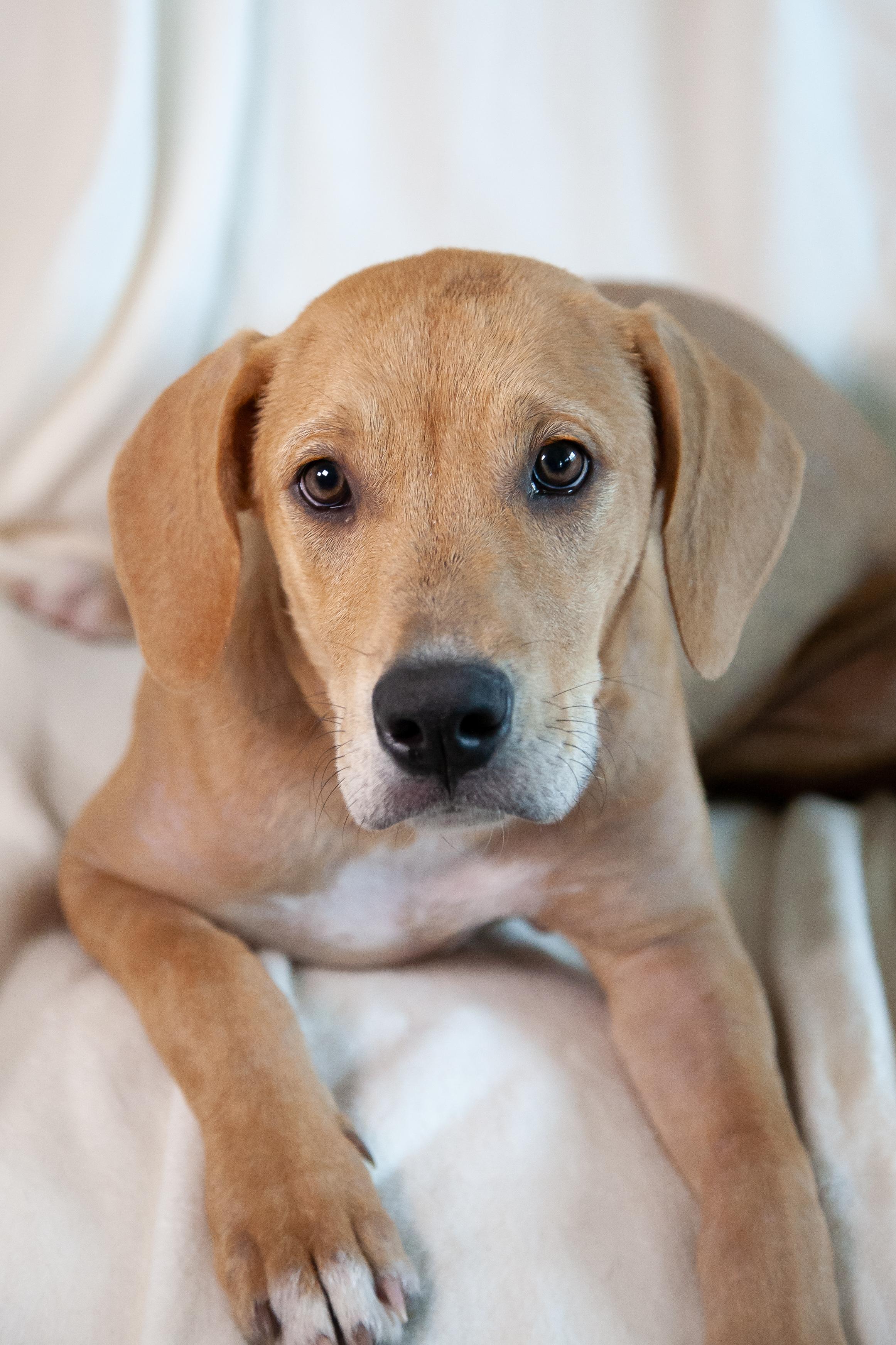Damon, a Adoptable mixed breed in Franklin, TN image 1/6