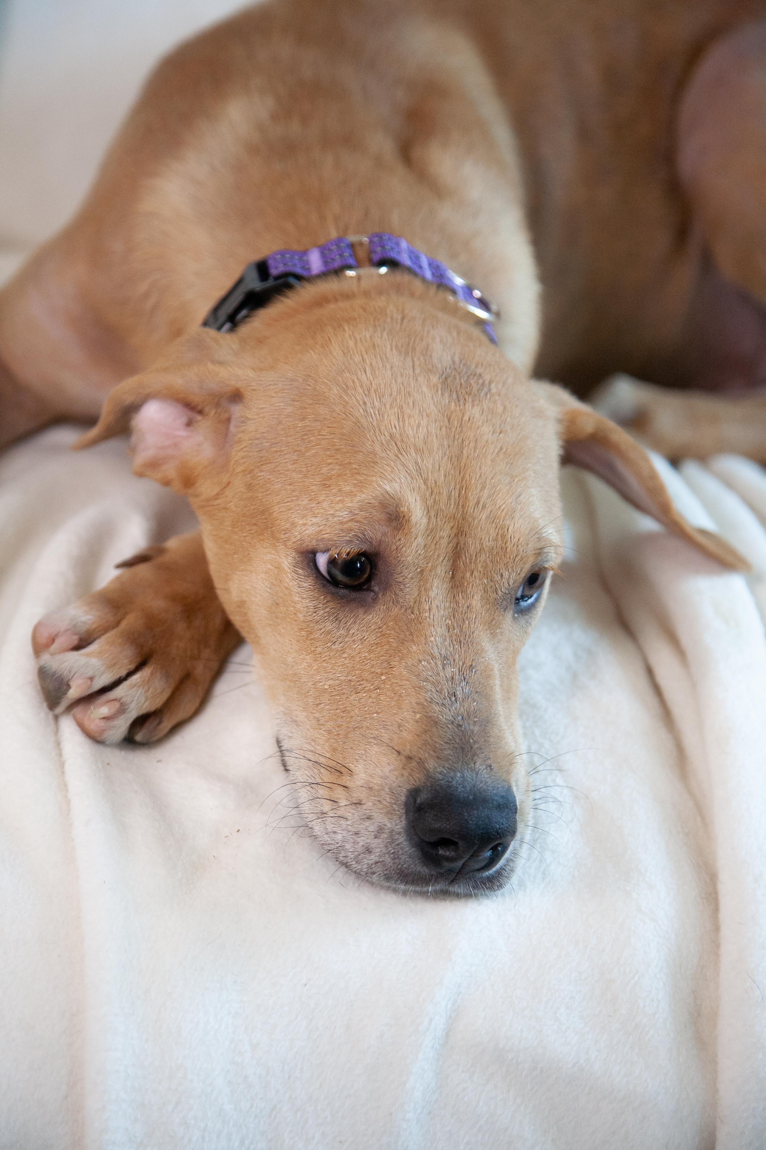 Damon, a Adoptable mixed breed in Franklin, TN image 4/6