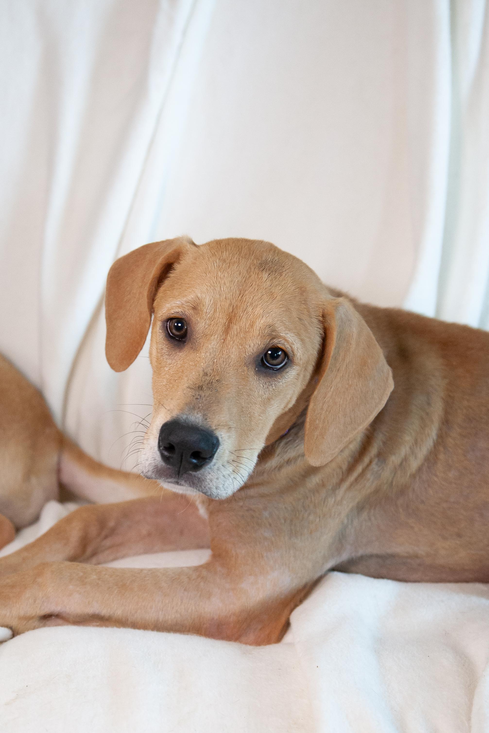 Damon, a Adoptable mixed breed in Franklin, TN image 5/6