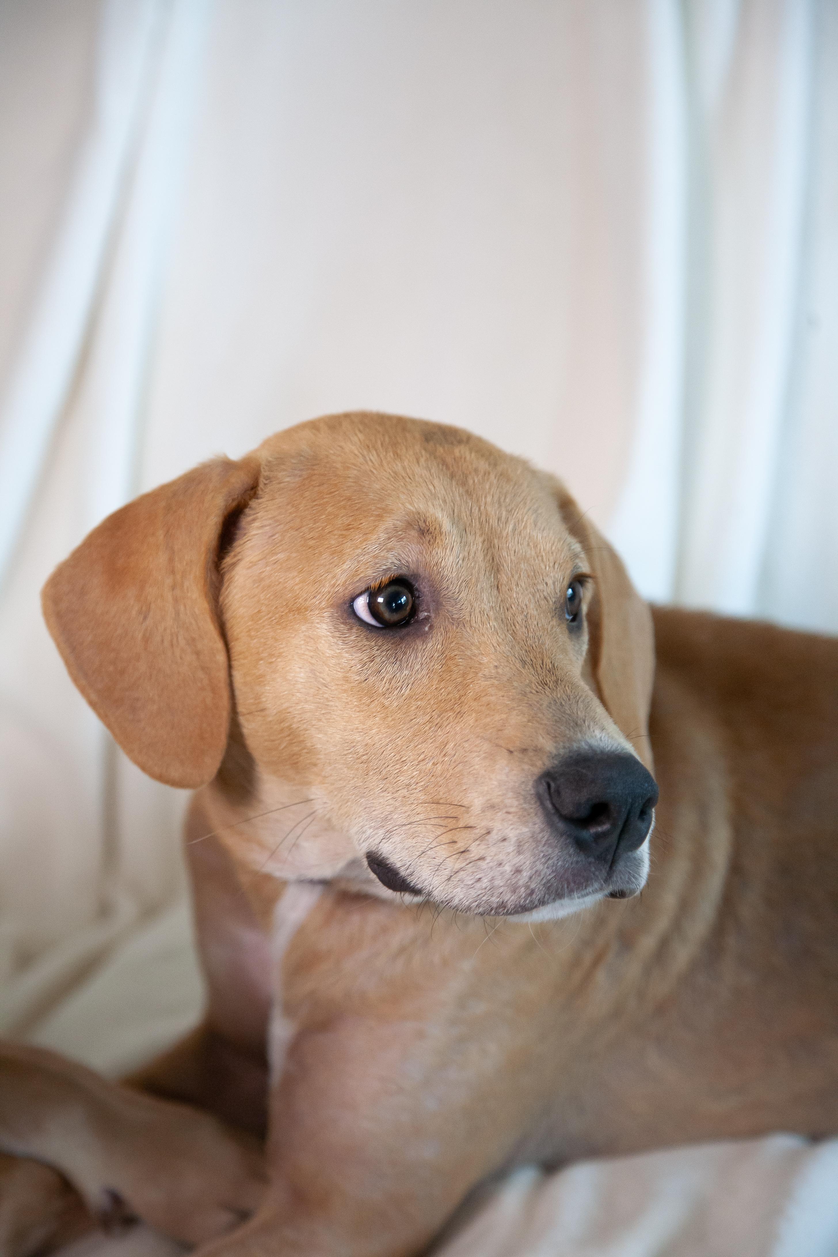 Damon, a Adoptable mixed breed in Franklin, TN image 6/6