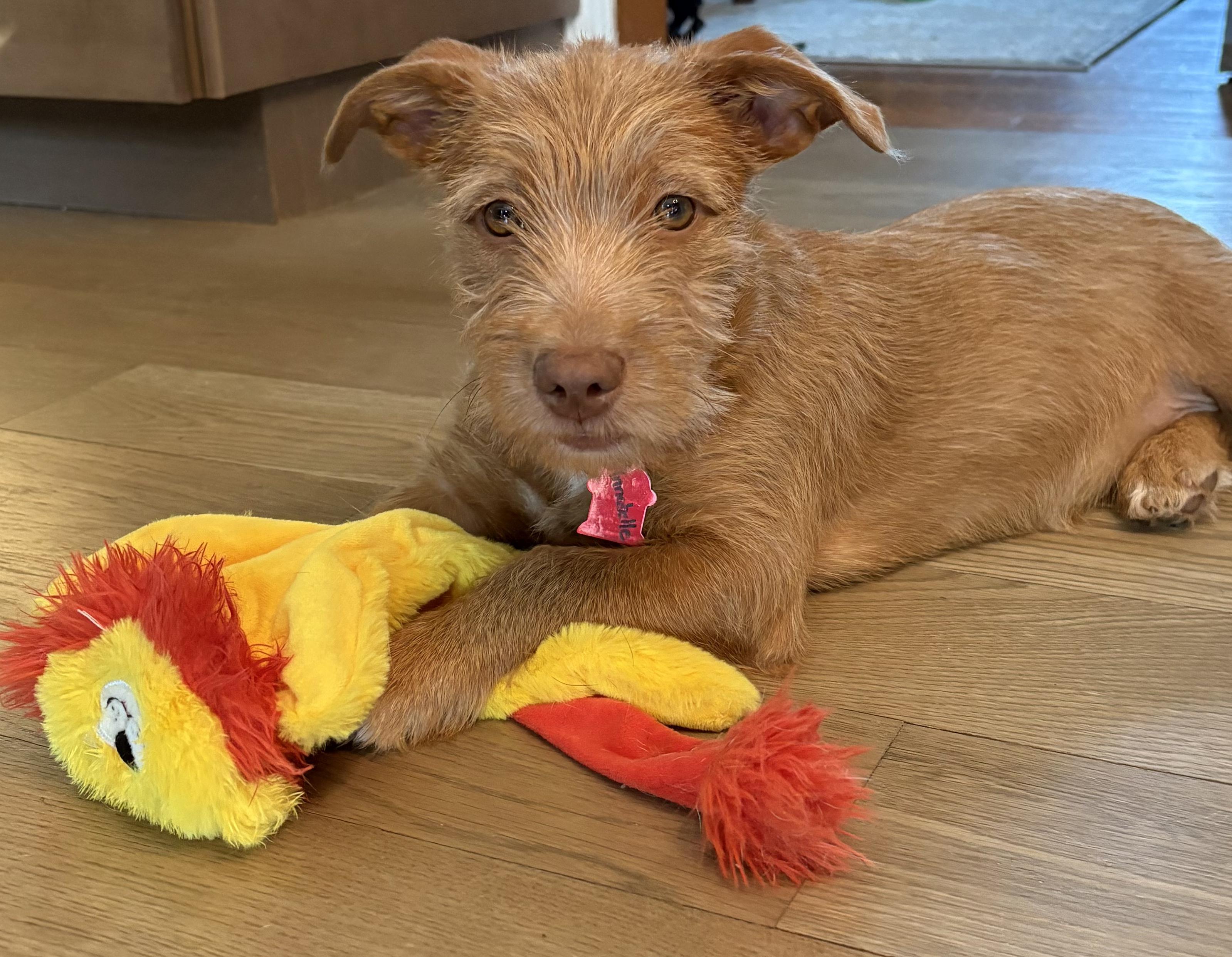 Annabelle, adopted, Puppy Female Norfolk Terrier.