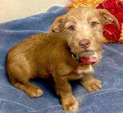 Enlarge Annabelle, an adopted mixed breed in Sudbury, MA image 2/4