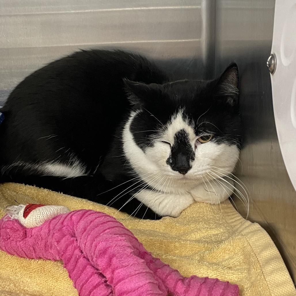 Enlarge Figaro, a Adoptable Domestic Short Hair in Port Charlotte, FL image 1/2