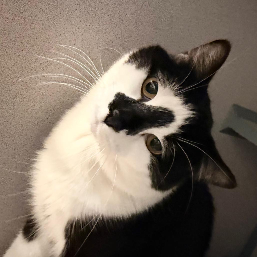 Enlarge Figaro, a Adoptable Domestic Short Hair in Port Charlotte, FL image 2/2