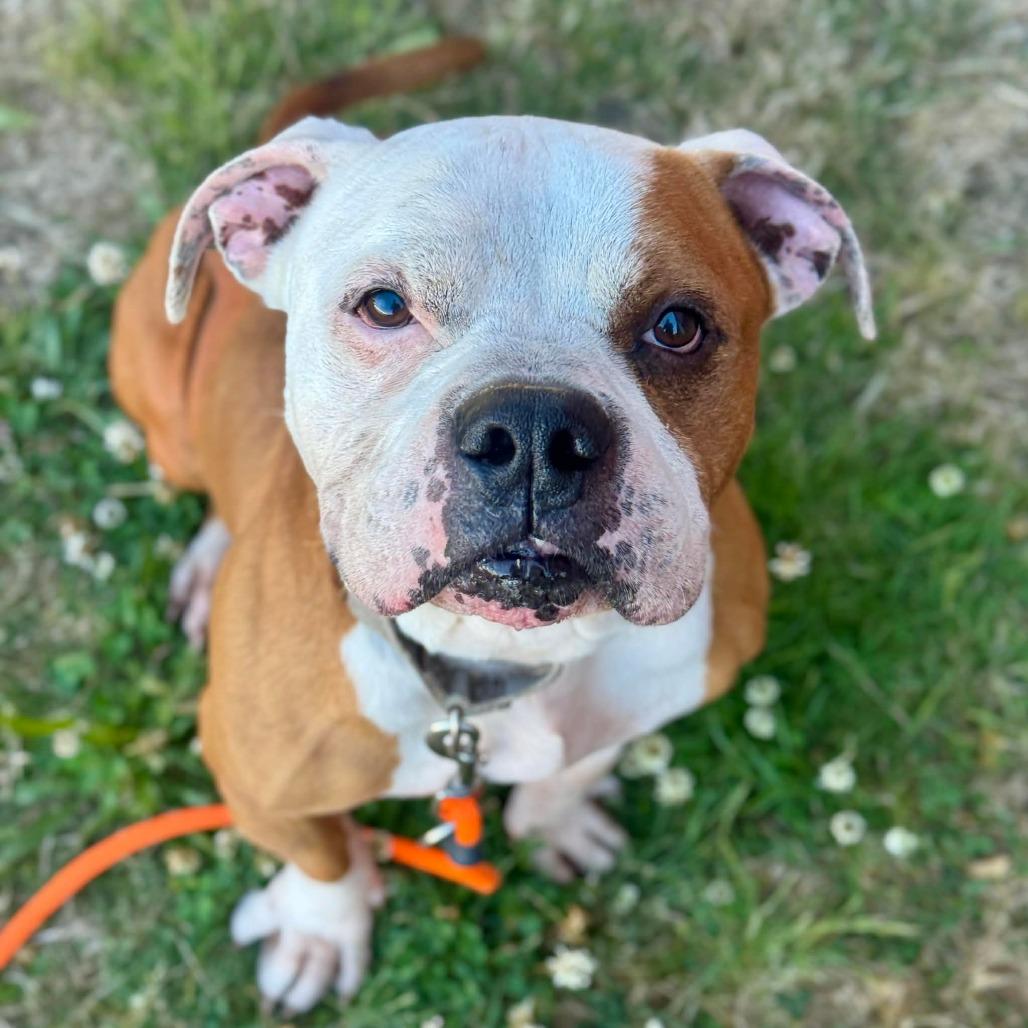 Enlarge Terrance, a Adoptable mixed breed in Tacoma, WA image 1/1