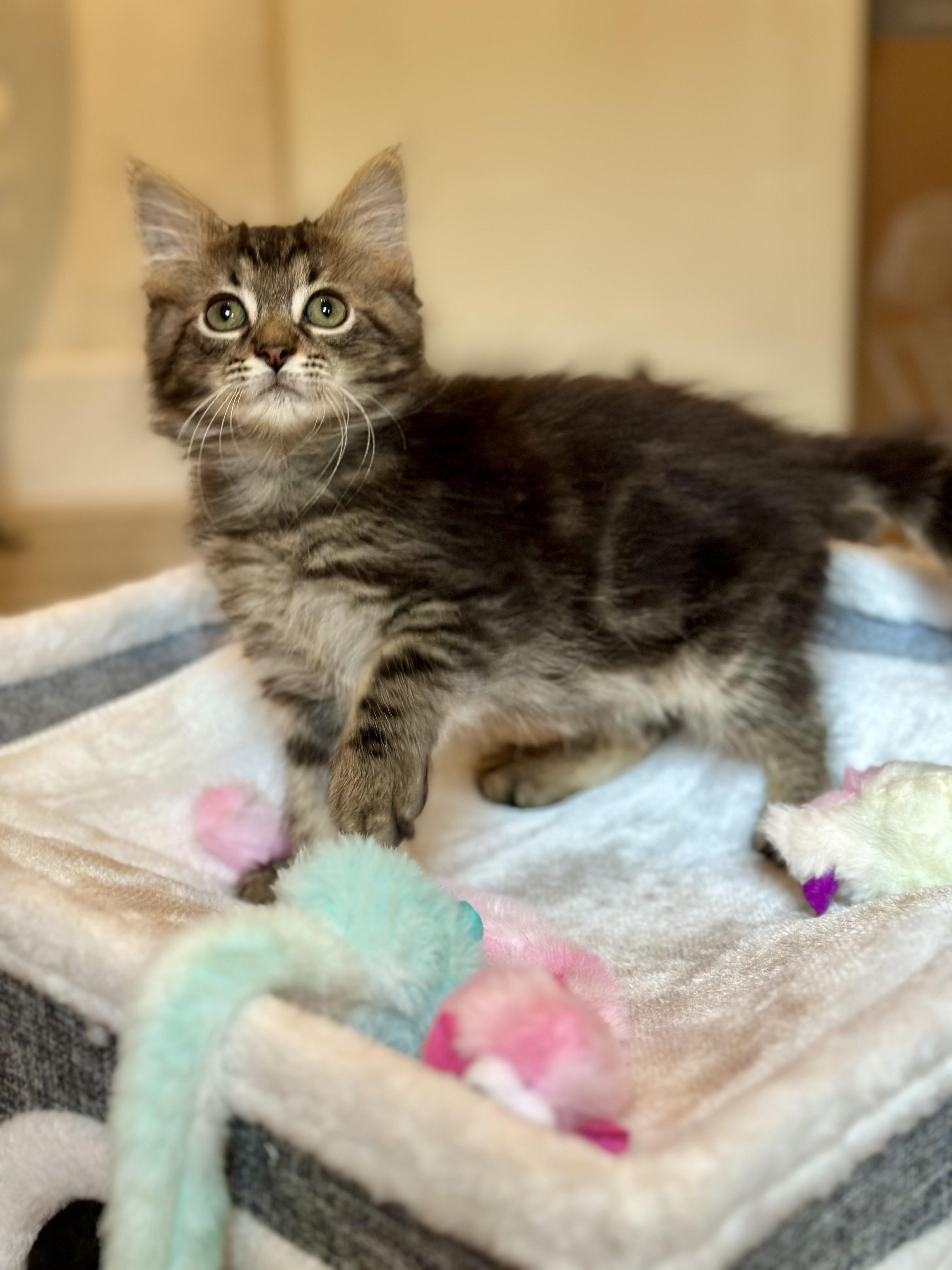 Edwin, adopted, Kitten Male Domestic Long Hair.
