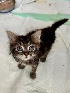 Edwin, a ADOPTABLE Domestic Long Hair in Suffolk, VA image 2/6