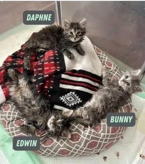 Edwin, a ADOPTABLE Domestic Long Hair in Suffolk, VA image 4/6