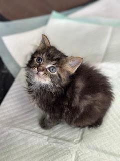 Edwin, a ADOPTABLE Domestic Long Hair in Suffolk, VA image 3/6