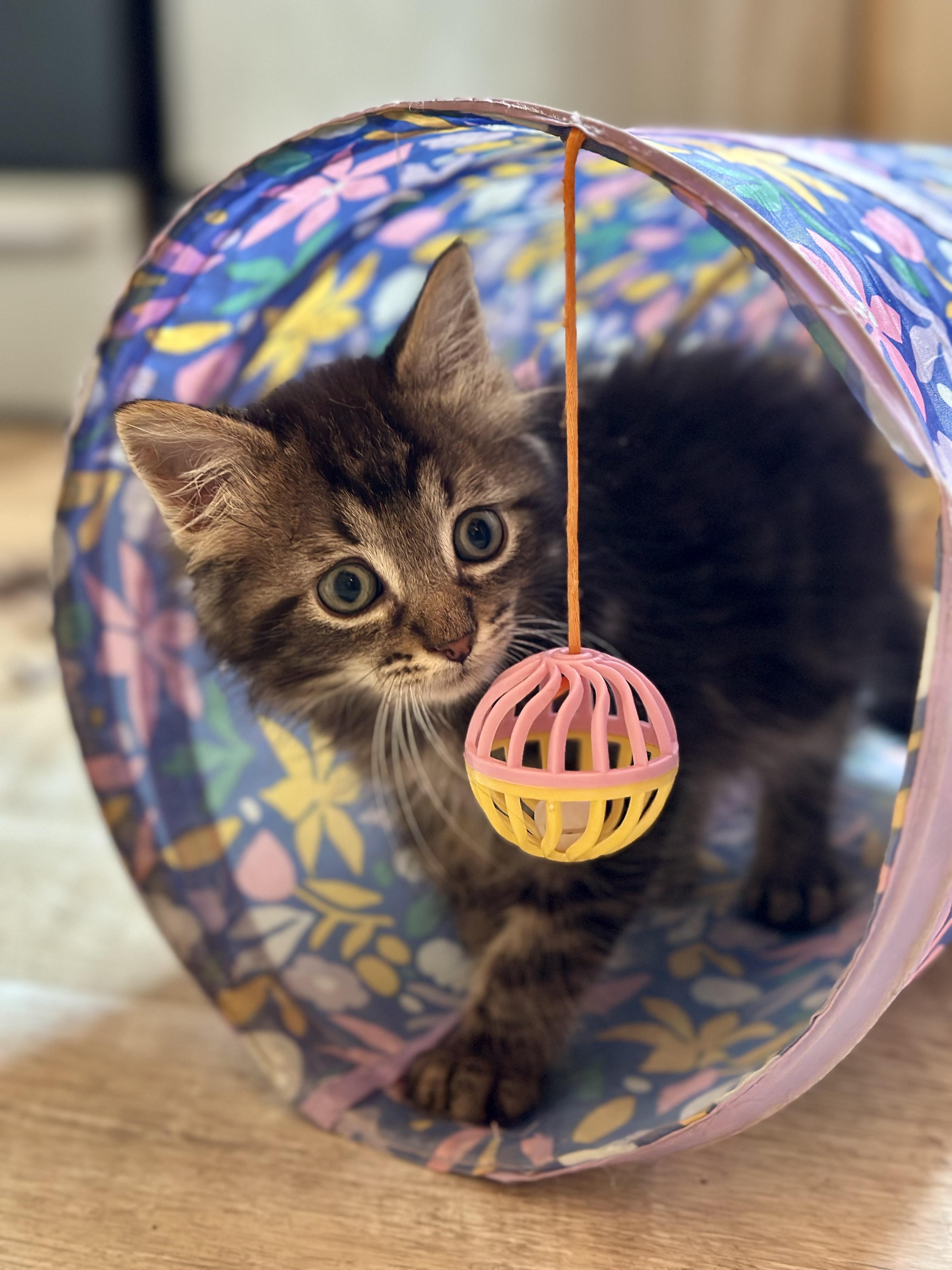 Edwin, a ADOPTABLE Domestic Long Hair in Suffolk, VA image 1/6