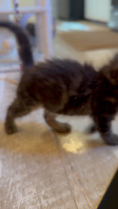 Enlarge Edwin, a ADOPTABLE Domestic Long Hair in Suffolk, VA video 5/6