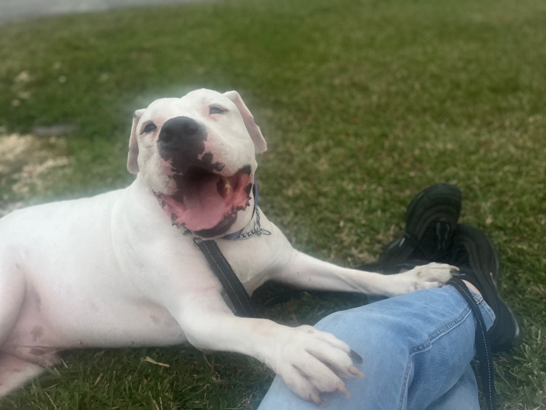 Enlarge Pluto, a Adoptable American Bulldog in Ocala, FL image 4/6