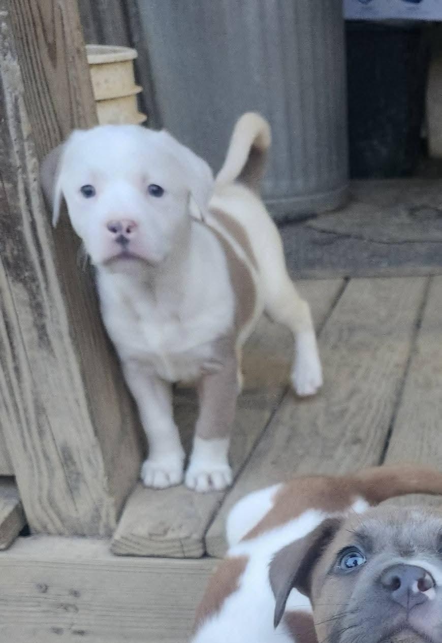 Enlarge Passion , an adopted mixed breed in Cosby, TN image 2/5