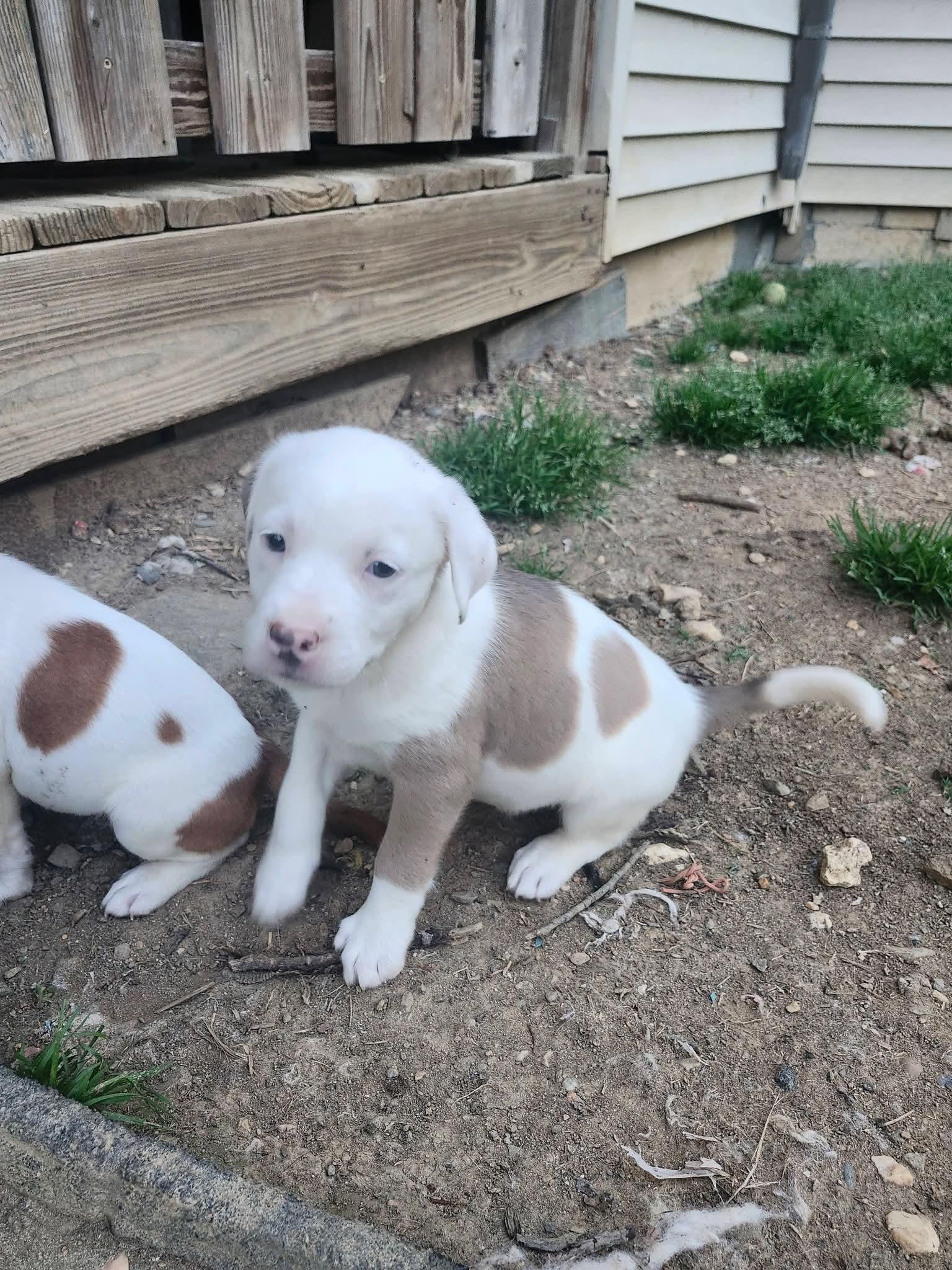 Enlarge Passion , an adopted mixed breed in Cosby, TN image 5/5