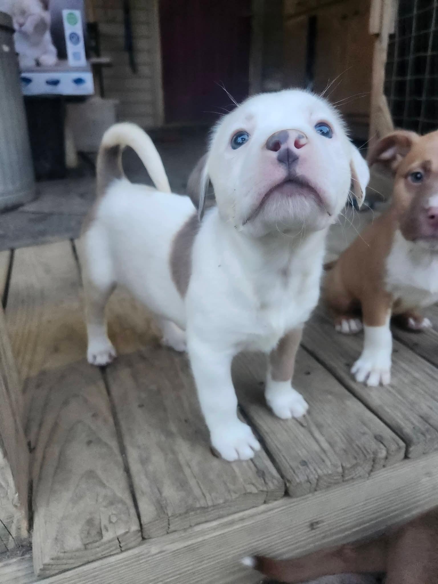 Passion , adopted, Puppy Female Australian Shepherd & Pit Bull Terrier.