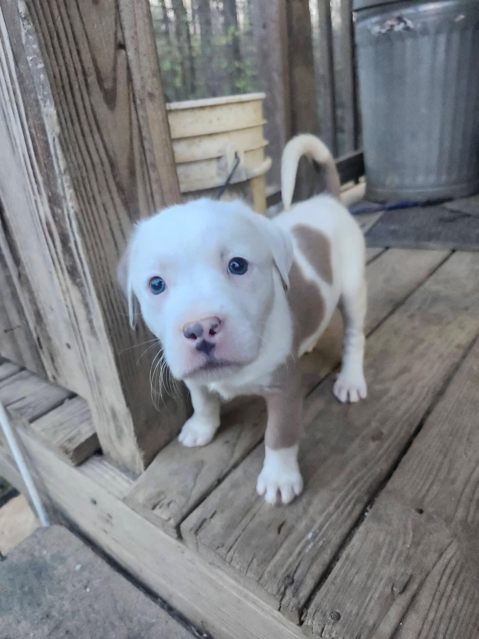 Enlarge Passion , an adopted mixed breed in Cosby, TN image 4/5
