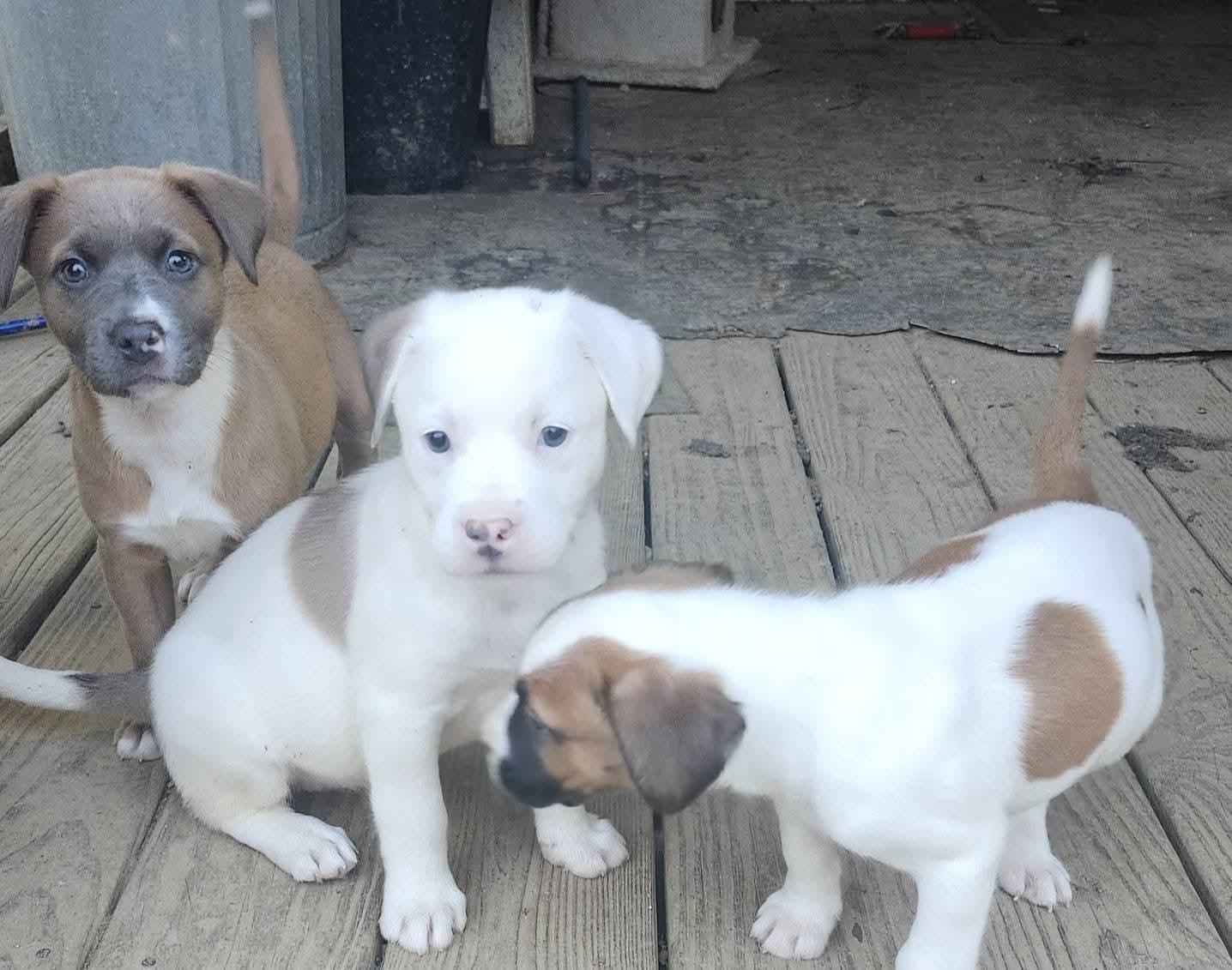 Enlarge Passion , an adopted mixed breed in Cosby, TN image 3/5