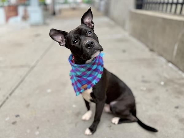 Sir Moose — thumbnail 3