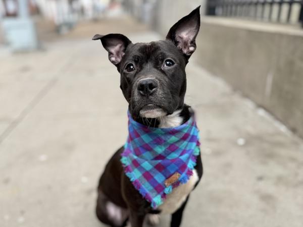 Sir Moose — thumbnail 4