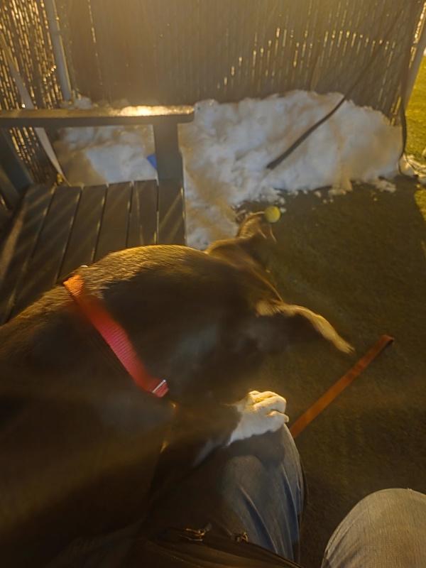 Sir Moose — thumbnail 5