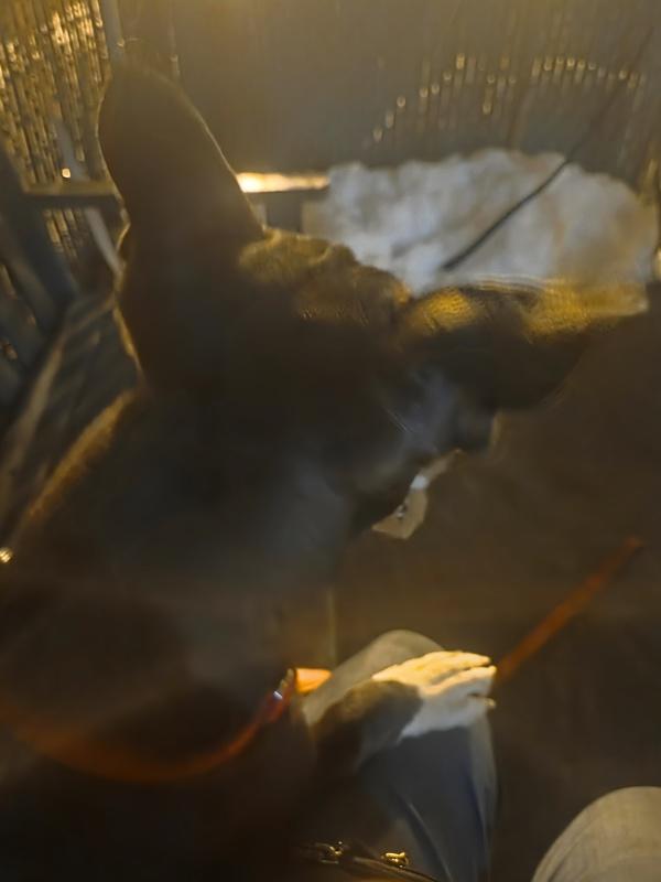 Sir Moose — thumbnail 6