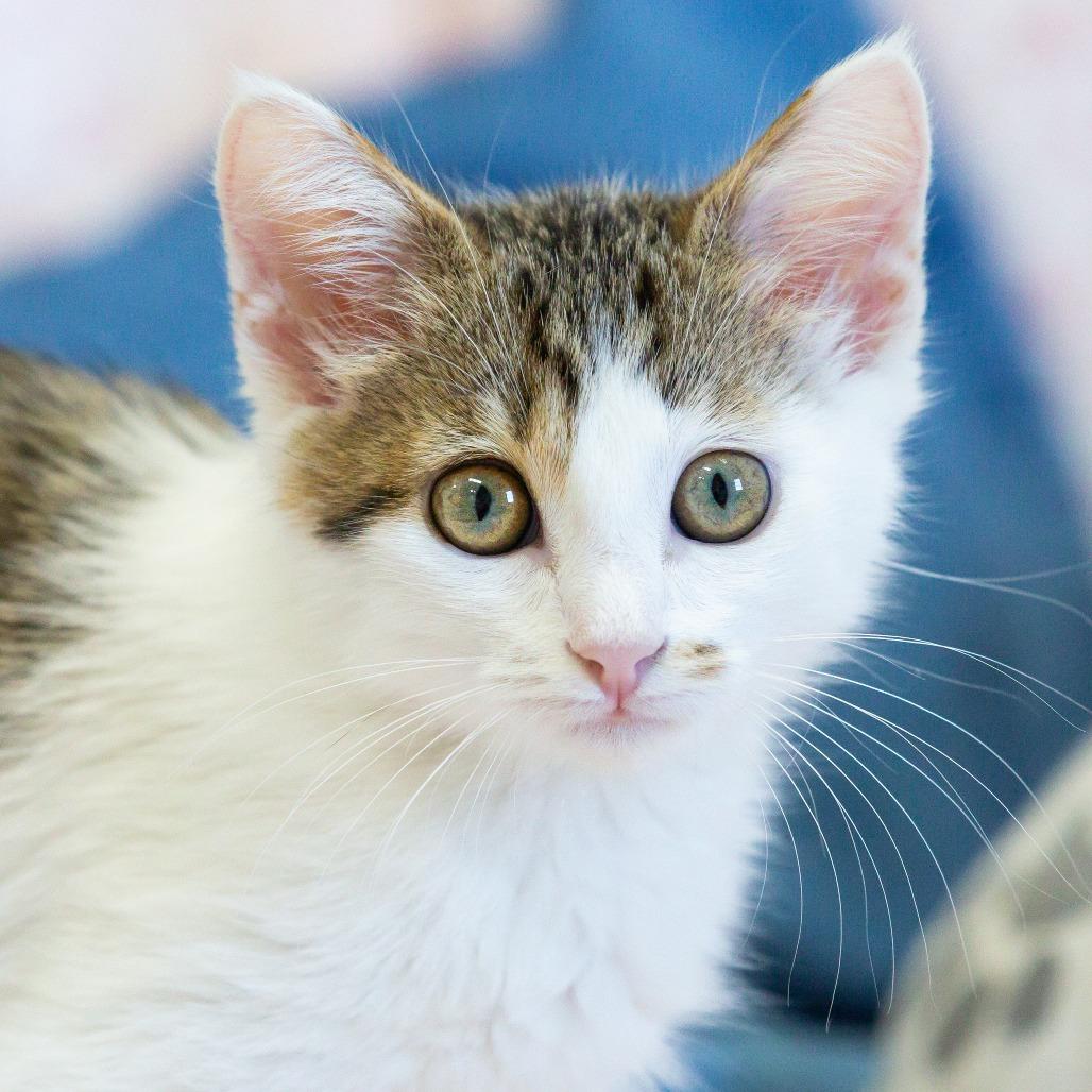 Pork, Adoptable, Kitten Female Domestic Short Hair.