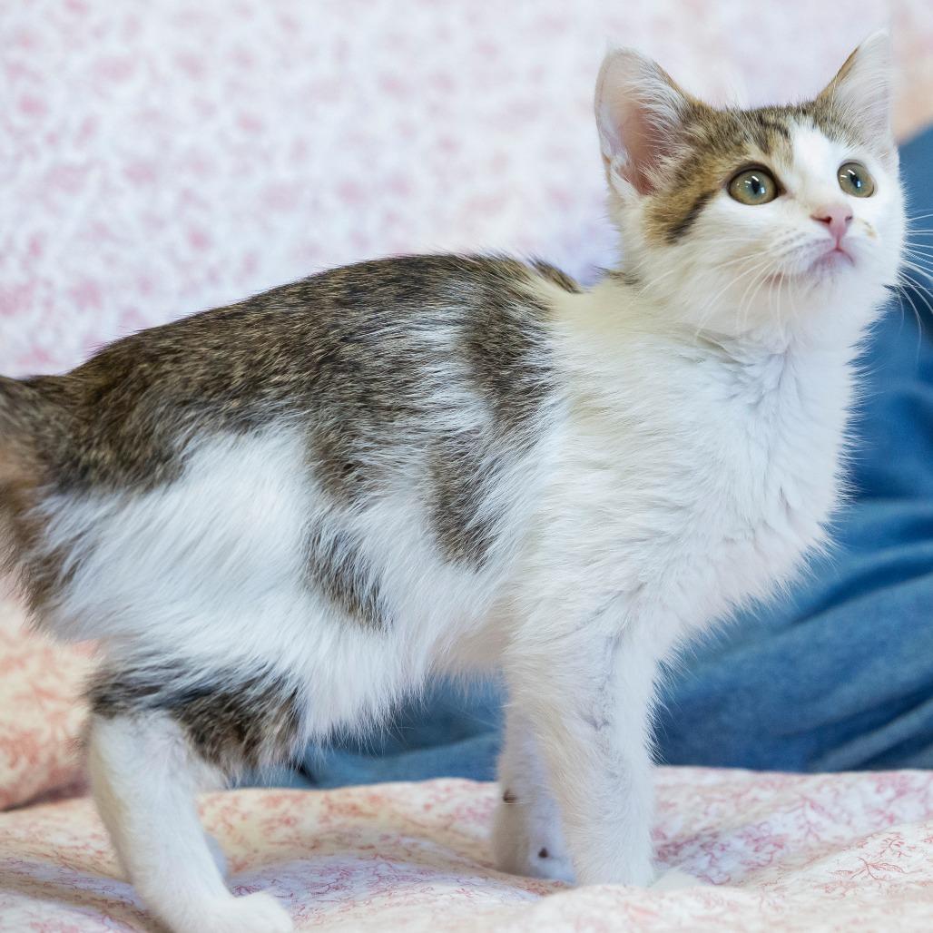 Enlarge Pork, a Adoptable Domestic Short Hair in Cartersville, GA image 2/4