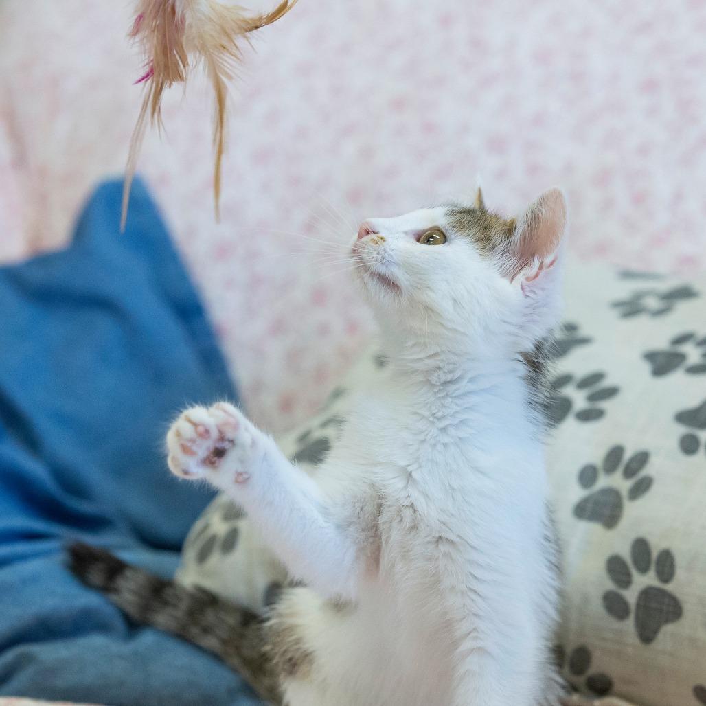 Enlarge Pork, a Adoptable Domestic Short Hair in Cartersville, GA image 3/4