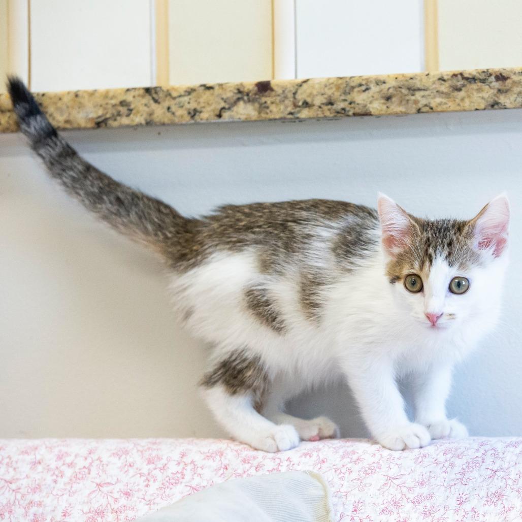 Enlarge Pork, a Adoptable Domestic Short Hair in Cartersville, GA image 4/4