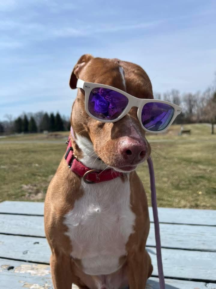Kylo Lonestar*, Adoptable, Young Male Pit Bull Terrier & Blue Lacy.
