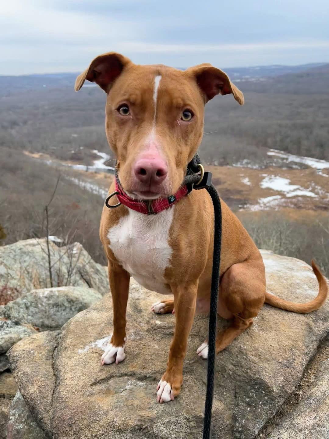 Enlarge Kylo Lonestar*, a Adoptable mixed breed in Rockaway, NJ image 2/3
