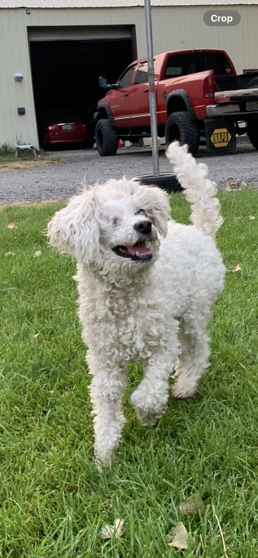 Captain Lulu, Adoptable, Senior Female Poodle.