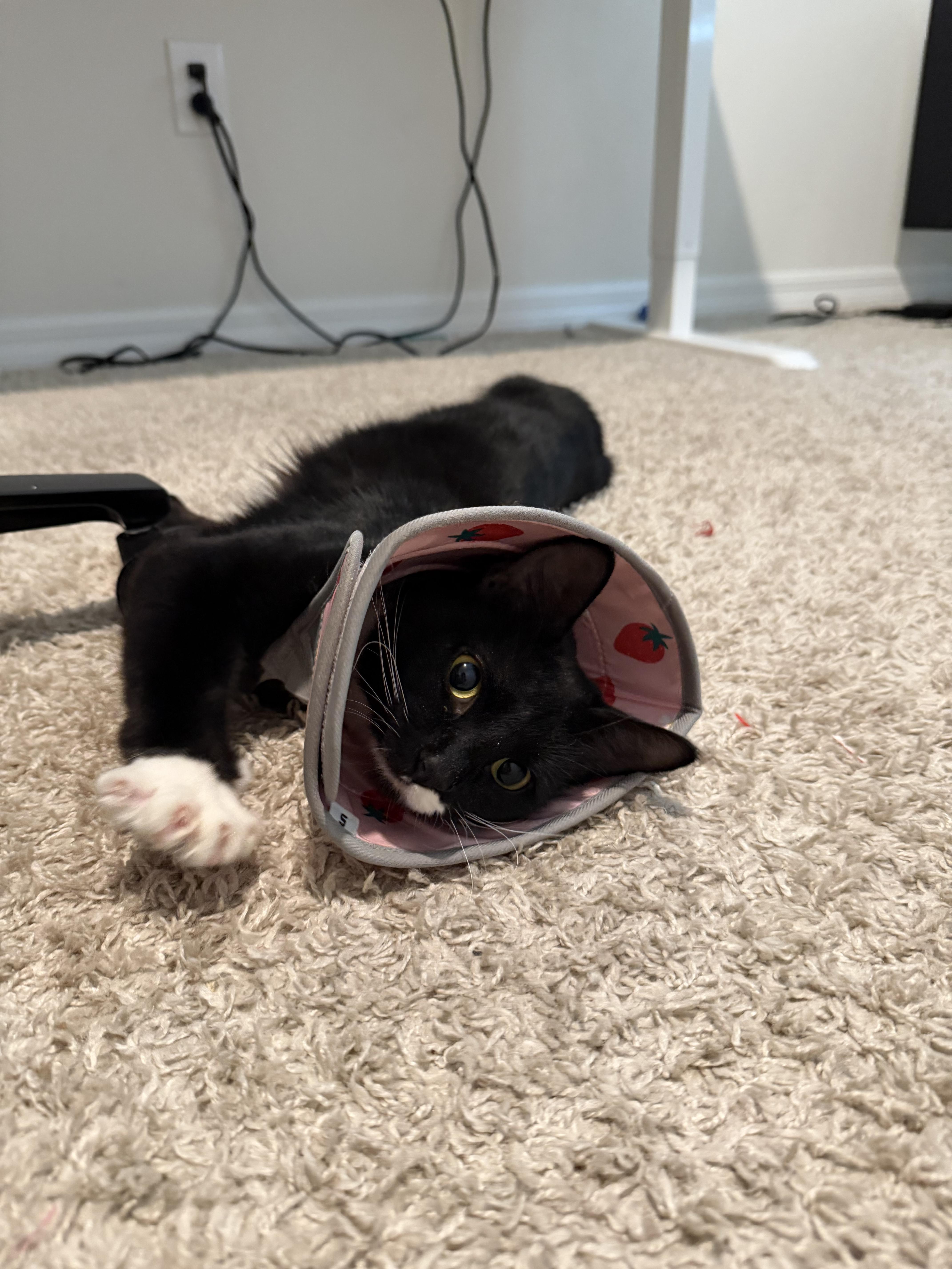 Josephine, adopted, Young Female Domestic Short Hair.