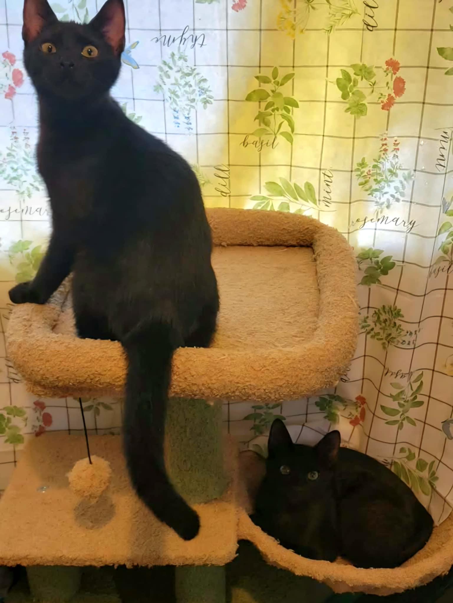 Enlarge Turtle, a ADOPTABLE Domestic Short Hair in Mansfield, TX image 3/3