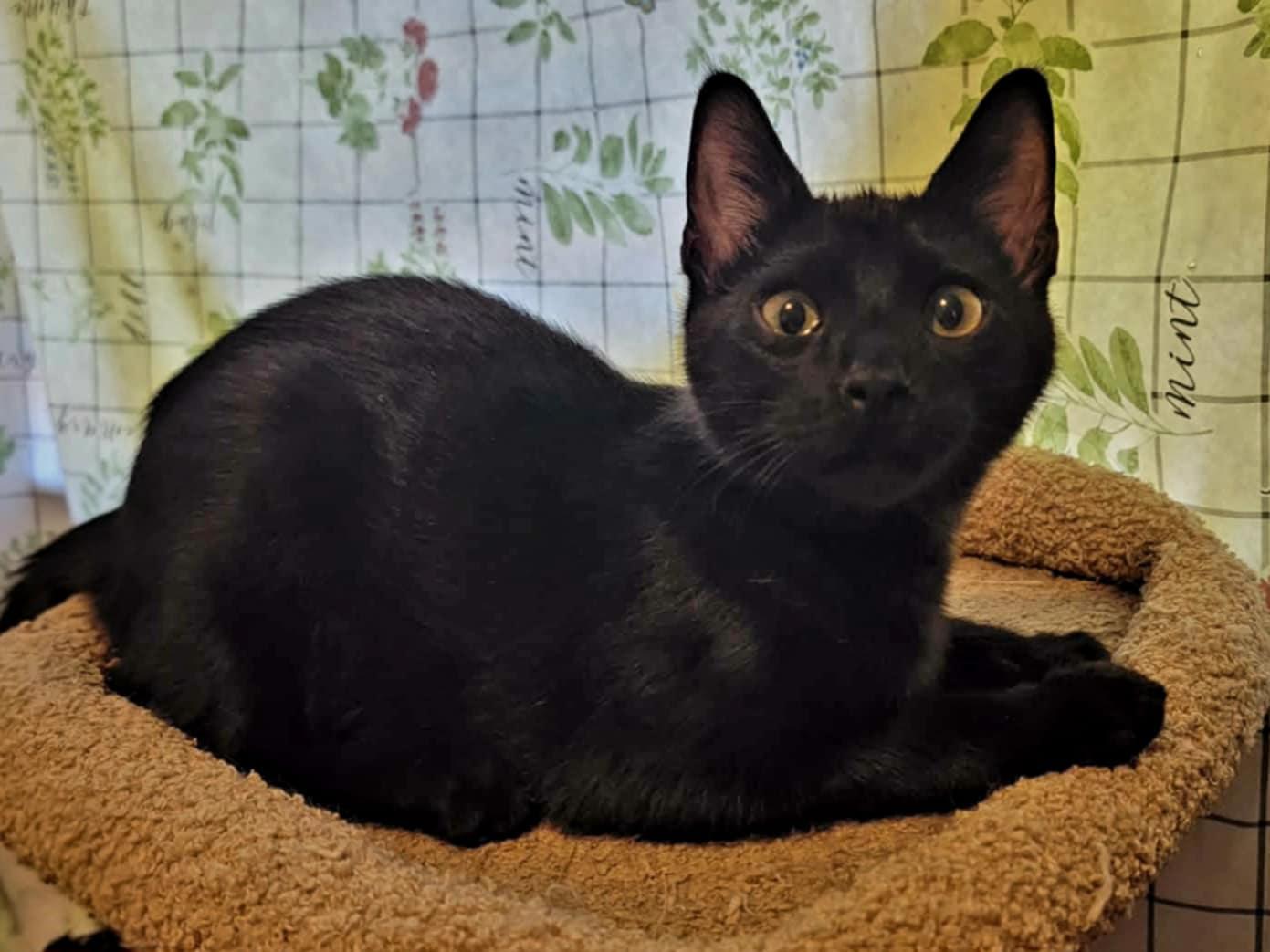 Enlarge Turtle, a ADOPTABLE Domestic Short Hair in Mansfield, TX image 1/3