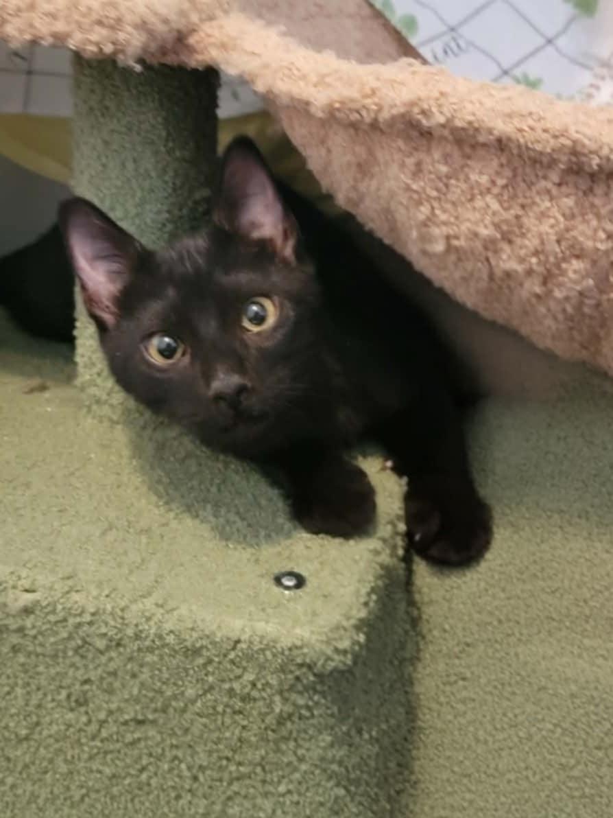 Enlarge Turtle, a ADOPTABLE Domestic Short Hair in Mansfield, TX image 2/3