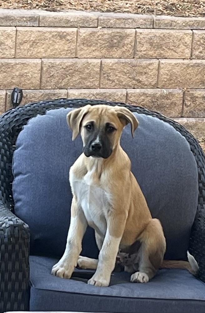 Bodie, Adoptable, Puppy Male Great Pyrenees & Boxer.
