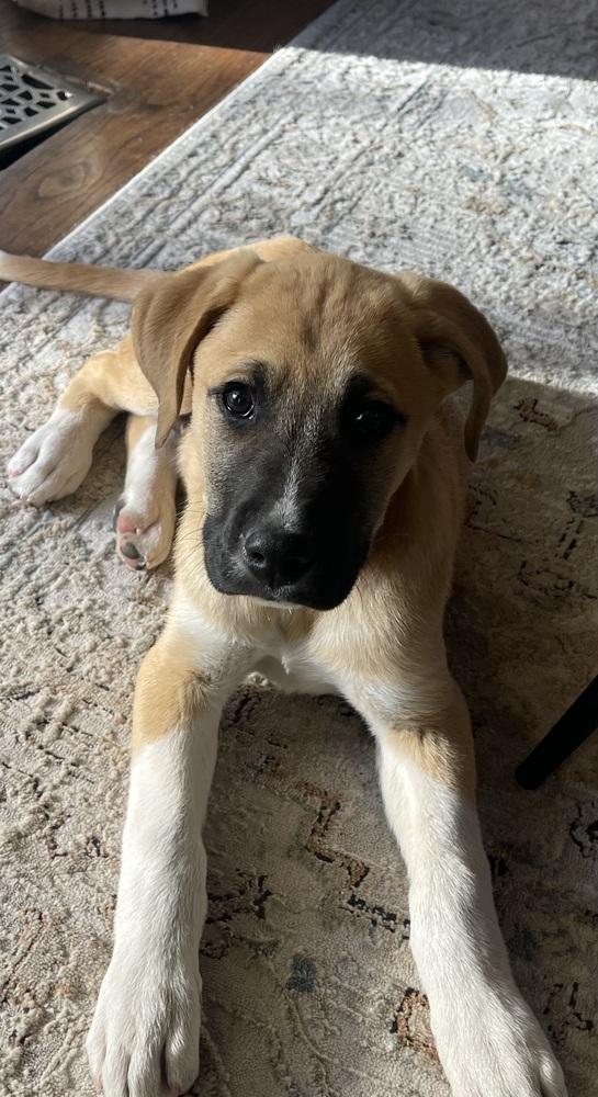 Enlarge Bodie, a Adoptable mixed breed in Denver, CO image 2/4