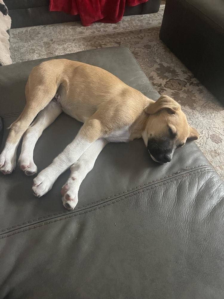 Enlarge Bodie, a Adoptable mixed breed in Denver, CO image 4/4