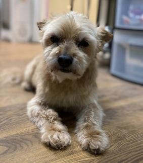 Skeeter, Adopted, Senior Male Cairn Terrier.