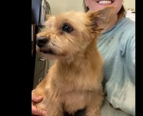 Enlarge Skeeter, a Adopted Cairn Terrier in Crossville, TN image 2/6