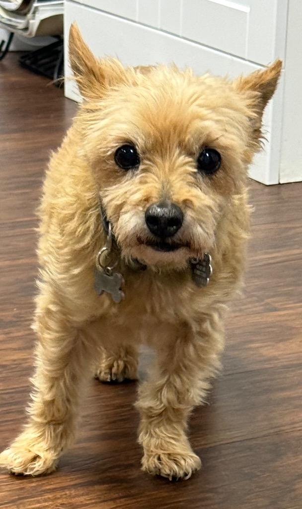 Enlarge Skeeter, a Adopted Cairn Terrier in Crossville, TN image 3/6